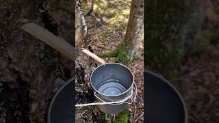 Collecting sap from the birch tree bushcraft foraging [upl. by Aryc]