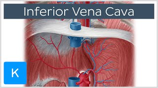 Inferior vena cava  Anatomy Branches amp Function  Human Anatomy  Kenhub [upl. by Einre]