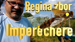 APICULTURA  Regina  Matca  zbor de imperechere Bee Vlog 73 [upl. by Edijabab853]