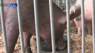 Swine Show at Tippecanoe County Fair [upl. by Poore]