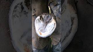 How to clean a horses hoofHow a veterinarian trims and horse hooves hoofcleaning horse hoof [upl. by Hendrika418]