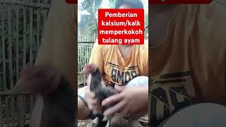 Memperkokoh Tulangan ayam bangkokshorts short ayam reels [upl. by Roseanne]