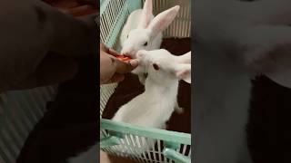 Little rabbits fighting for tomatoes 🍅 😂rabbiteating bunnylife pet shorts viralshort [upl. by Derick]