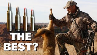 Predator Cartridges and Rifles You NEED To Know [upl. by Balthasar]