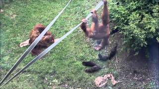 Orangutan vs Otters [upl. by Norford]