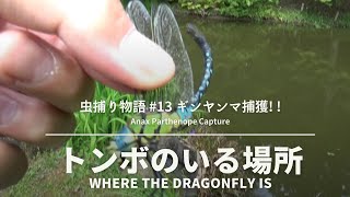 トンボの居る場所 クロアゲハ スジグロギンヤンマ 黒揚羽 Papilio protenor  黒筋銀蜻蜒、Anax nigrofasciatus【 Insect catching 】13 [upl. by Cheyne]