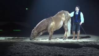 Zoher Gari Crinières dor Cheval Passion 2017 [upl. by Kalikow961]