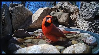 LIVE 🐦 Bird Feeder Camera in Oklahoma [upl. by Ayanet562]