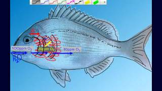 Countercurrent Gas Exchange in Fish Gills [upl. by Llewoh701]