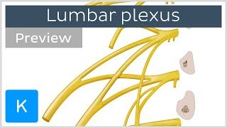 Lumbar plexus made easy preview  Human Anatomy  Kenhub [upl. by Citron]