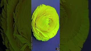 Golden rose flower youtubeshorts viralshort rekhaartist108 video [upl. by Aenert524]