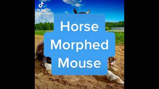 11824 Horse Morphed Mouse [upl. by Alyakem]