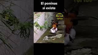 El Poninas si existe gallos humor chistes animales gatos animaleschistosos animal animals [upl. by Tess]