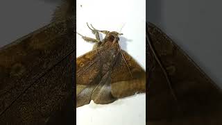 Look at the beauty of this brown moth moth brown beauty shorts [upl. by Tiffie]