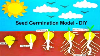 germination of seed model or plant model for science project  craftpiller [upl. by Nnaeilsel]