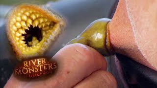 Lamprey Bites Jeremy Wades Neck  LAMPREY  River Monsters [upl. by Eedrahs]