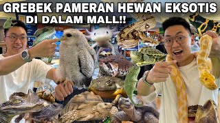 GREBEK PAMERAN HEWANHEWAN UNIK LANGKA DAN EKSOTIS DI DALAM MALL [upl. by Eatnhoj]