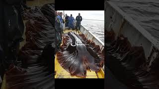 Giant Sea Monsters Caught by Fishermen 🐙🎣GiantSeaCreatures FishingDiscoveries OceanMysteries [upl. by Apfel]