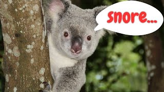 Koala Sounds amp Facts for Kids [upl. by Kaleena]