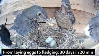 From laying eggs to leaving nest 30 days in 20 min  Blackbird nest camera [upl. by Staw]