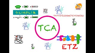 Glikoliz TCAKrebs ve ETZ Biyokimya [upl. by Paterson]