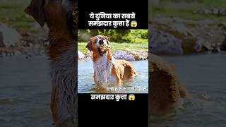 यह दुनिया का सबसे समझदार कुत्ता हैं 😱  short dog movie cartoon [upl. by Philina]