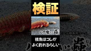 根魚がよく釣れるワーム ルーディーズワーム釣り沖磯徳を積めば魚は釣れる自分の遊び場は自分で守る釣り 釣果 [upl. by Finnie801]