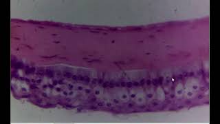 Histology of Cornea by Prof Subhadra Devi Velichety [upl. by Karla]