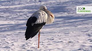 Prachtig sneeuwlaagje bedekt ZOO Planckendael [upl. by Philomena]