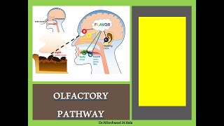 OLFACTORY PATHWAY [upl. by Anaile]