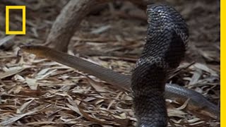 Cobra vs Rat Snake  National Geographic [upl. by Iridissa446]