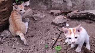 So Cute Twin Brothers Kitten Play Together [upl. by Christan]