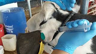 Injection administration site for excede  Cattle treatment [upl. by Letty]