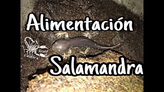 Salamandra alimentación [upl. by Assel283]