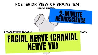 2Minute Neuroscience Facial Nerve Cranial Nerve VII [upl. by Atnas278]