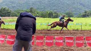 Araw ng libona horse show competition 2024 Category C [upl. by Yrrehc]