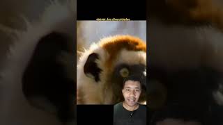 Lêmure sifaka Zubumafu da vida real animal viral [upl. by Namialus386]