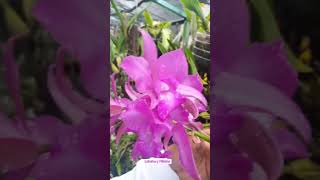 Hibrido de orquidea con Laelia speciosa [upl. by Dirfliw833]