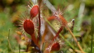 Drosera arctaurii spatulata and stenopetala Arthurs Pass [upl. by Arikehs444]