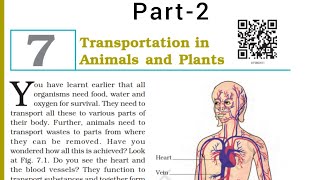 Transportation in Animals and Plants  Class 7  chapter7  NCERT  Part2 [upl. by Delmer]