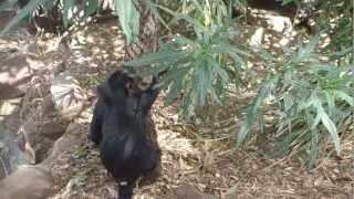 Tassie Devils  Tree Climbin [upl. by Enid]