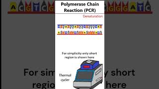 Polymerase Chain Reaction PCR animation [upl. by Asenab687]