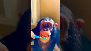 Aby Bandar 🦧🐒🦥😆 comedy funny monkey shorts [upl. by Hufnagel]