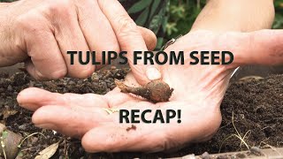 Get Gardening Growing Tulips from Seed Recap [upl. by Nared]