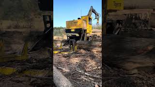 cutting big logs with tigercat 234b [upl. by Errot]