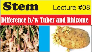 Difference between Rhizome and Tuber [upl. by Ezirtaeb]