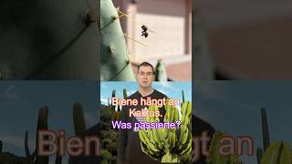 Biene im Kaktus Was passierte 🐝 🌵 [upl. by Aseela163]