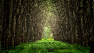 quotThe Old Treequot • Relaxing Harp Music by Peder B Helland [upl. by Naquin]