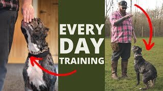 5 Dog Training Exercises You Should Do EVERY DAY At Home [upl. by Braswell]