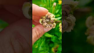 Reminder  jetzt Saatgut ernten 🌼🌱 calendula seedsaving gärtnern saatgut gardeningtips garten [upl. by Castra]